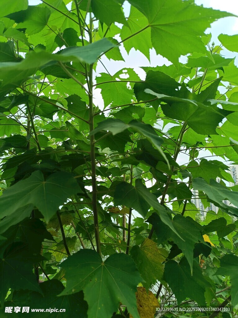 繁茂绿叶植物景观