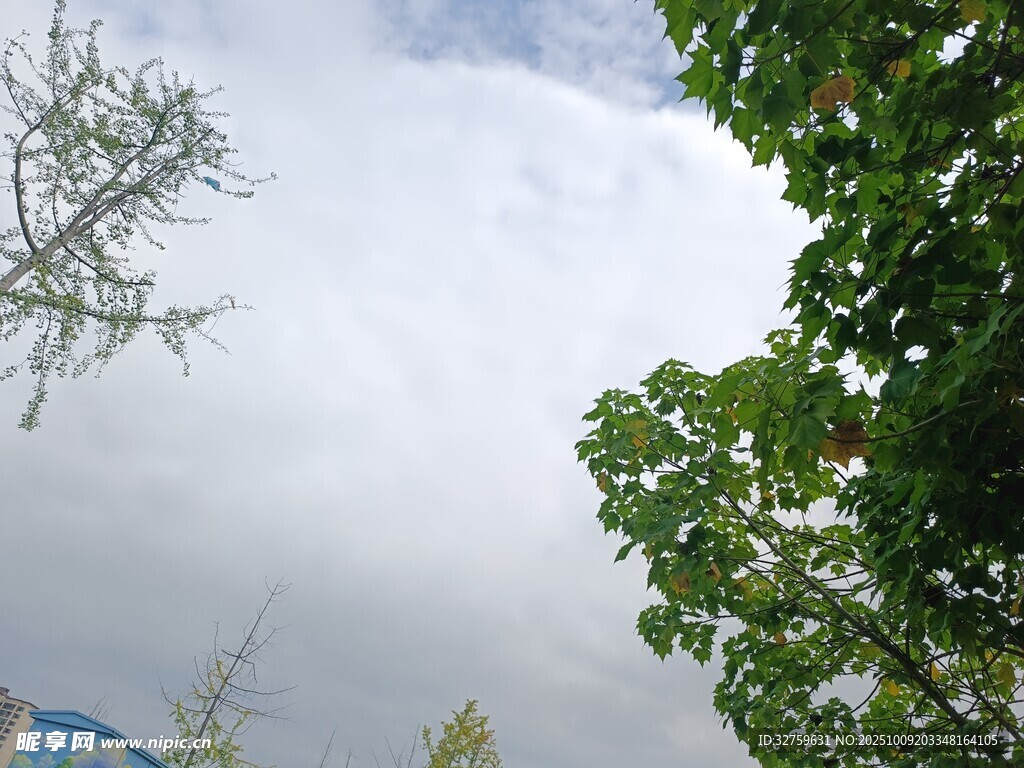 仰视绿树间的天空
