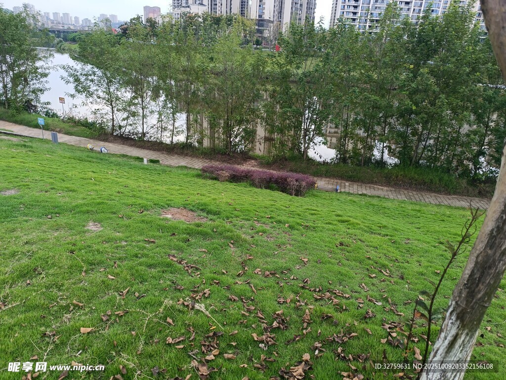 户外草地旁的自然景致