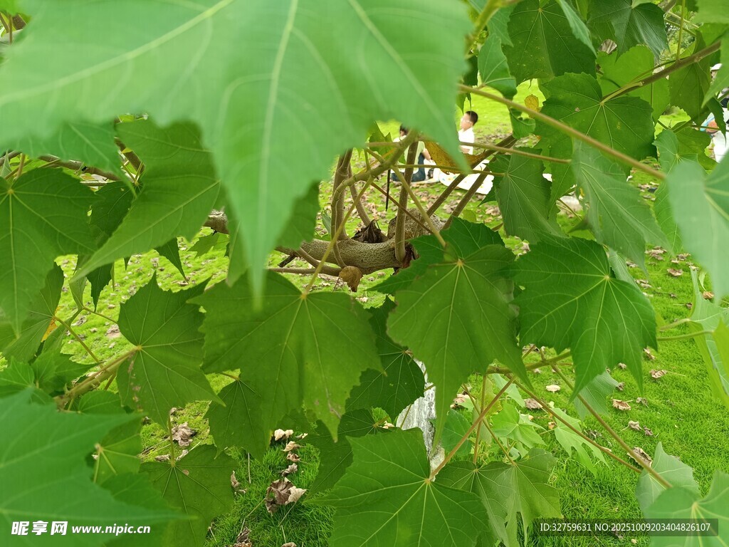 绿叶丛中的神秘昆虫