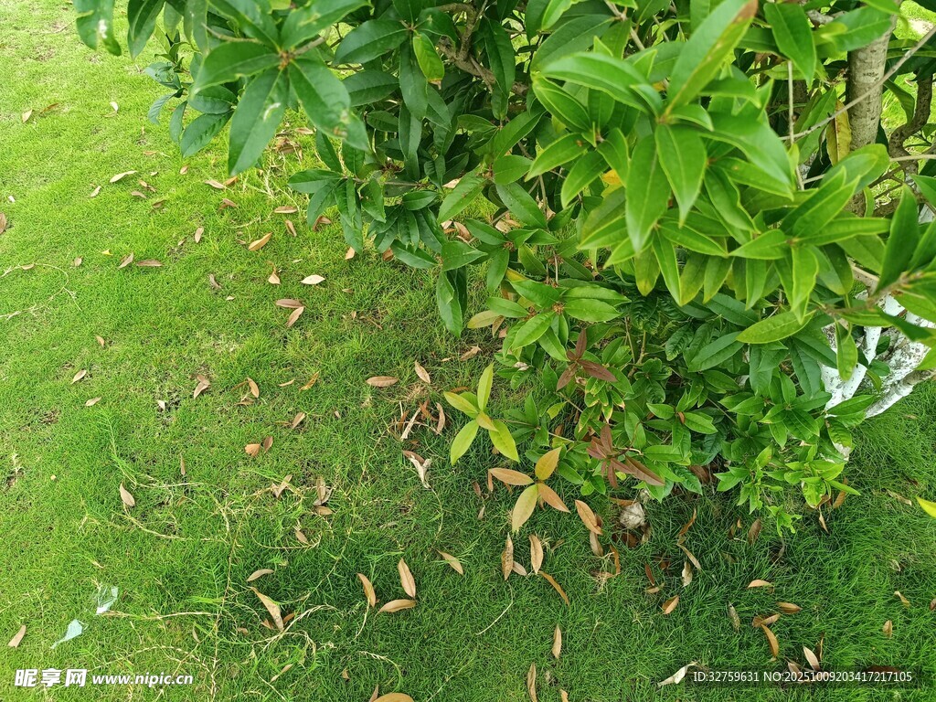 绿叶下的地面落叶景象