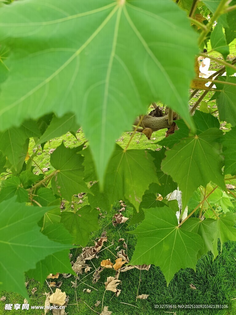 绿叶上的昆虫