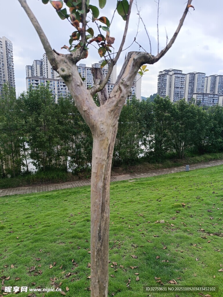 公园中一棵光秃的树木