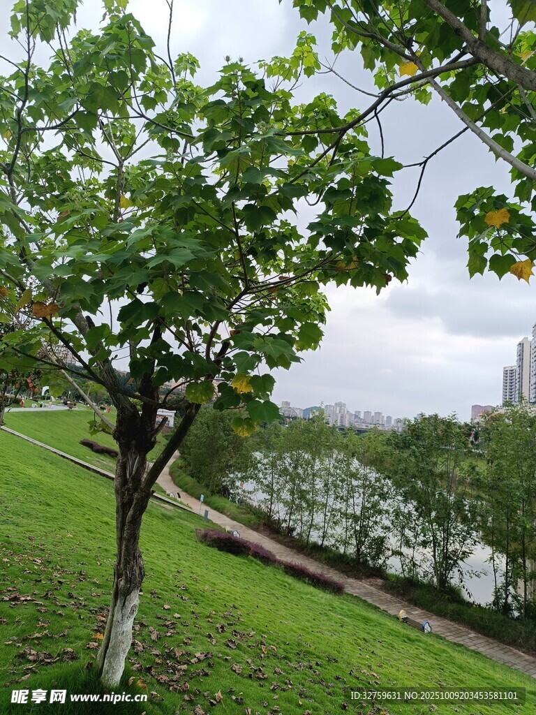 河畔绿树草地城市风景