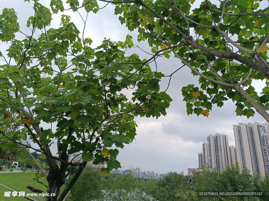 绿树掩映下的城市风光