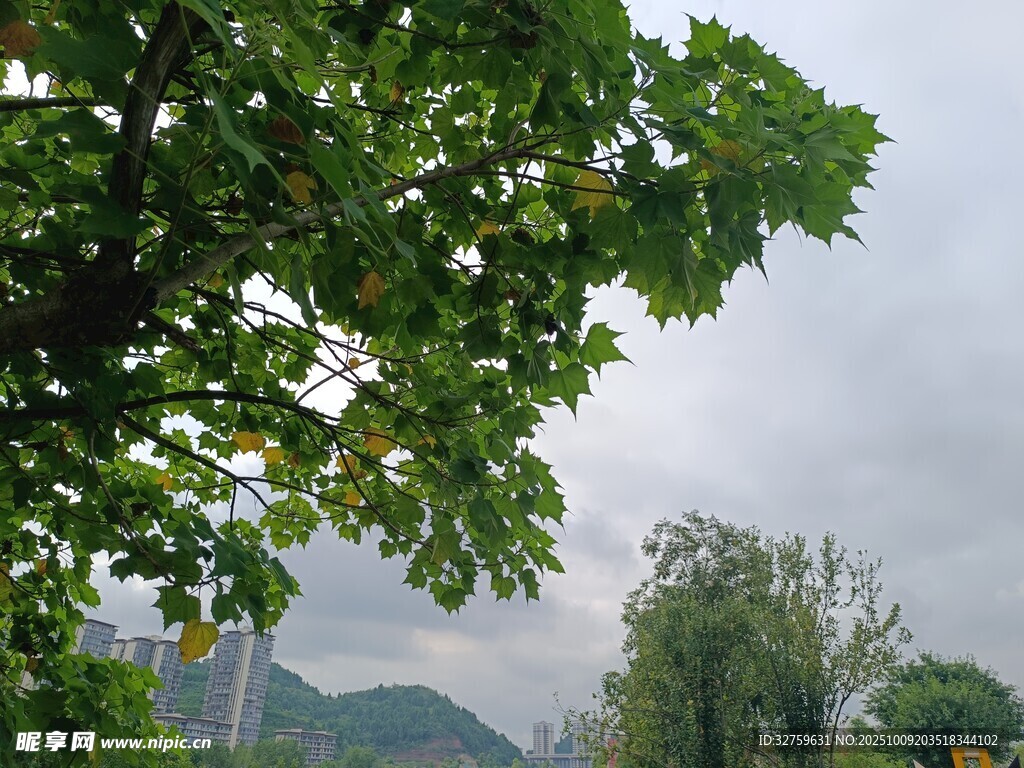 绿叶掩映下的远山景色