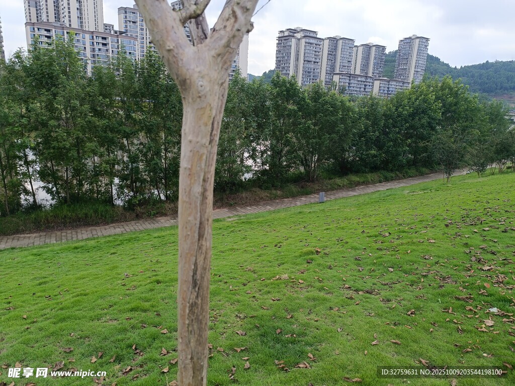 草地上的光秃树干