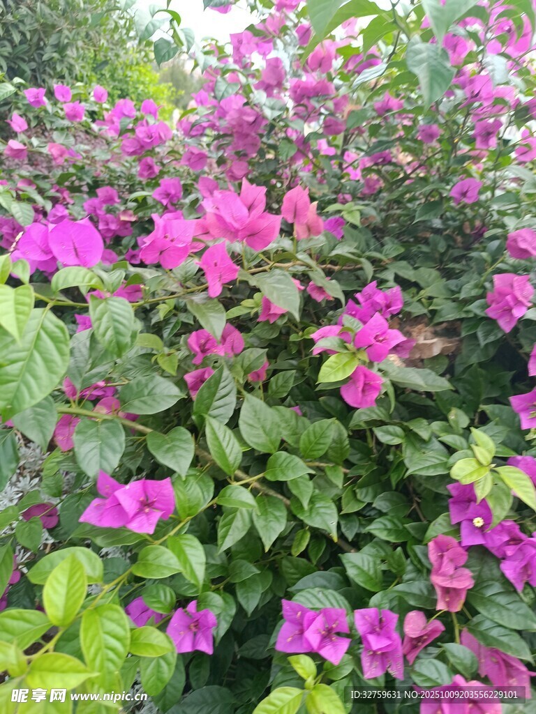 盛开的紫色三角梅景观