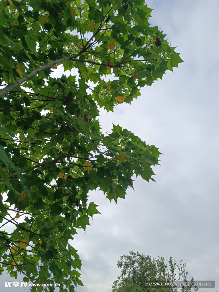 仰视翠绿繁茂的树冠