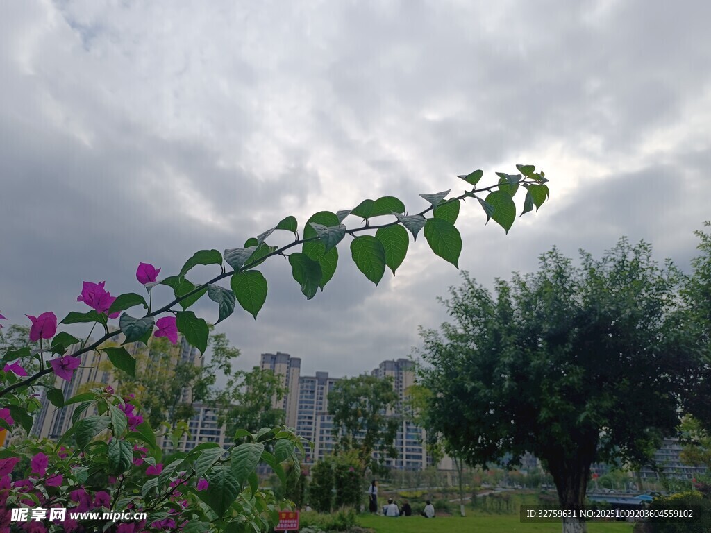 绿叶繁花映衬天空景色
