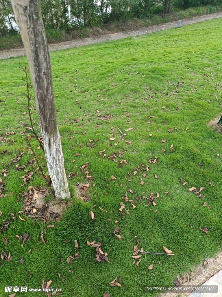 草地旁的树干与散落枯叶