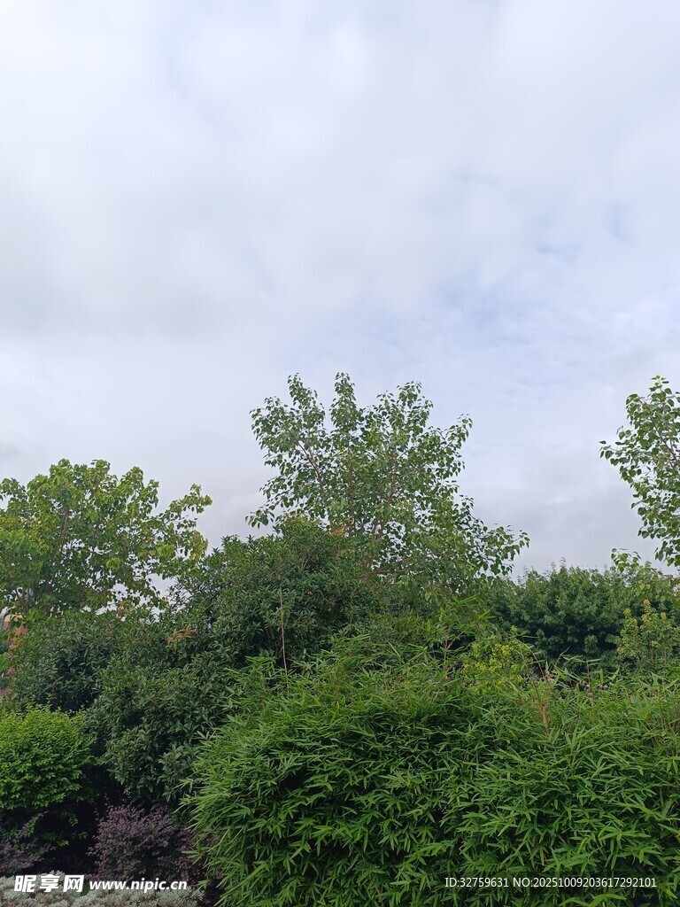 绿意盎然的户外植物景观