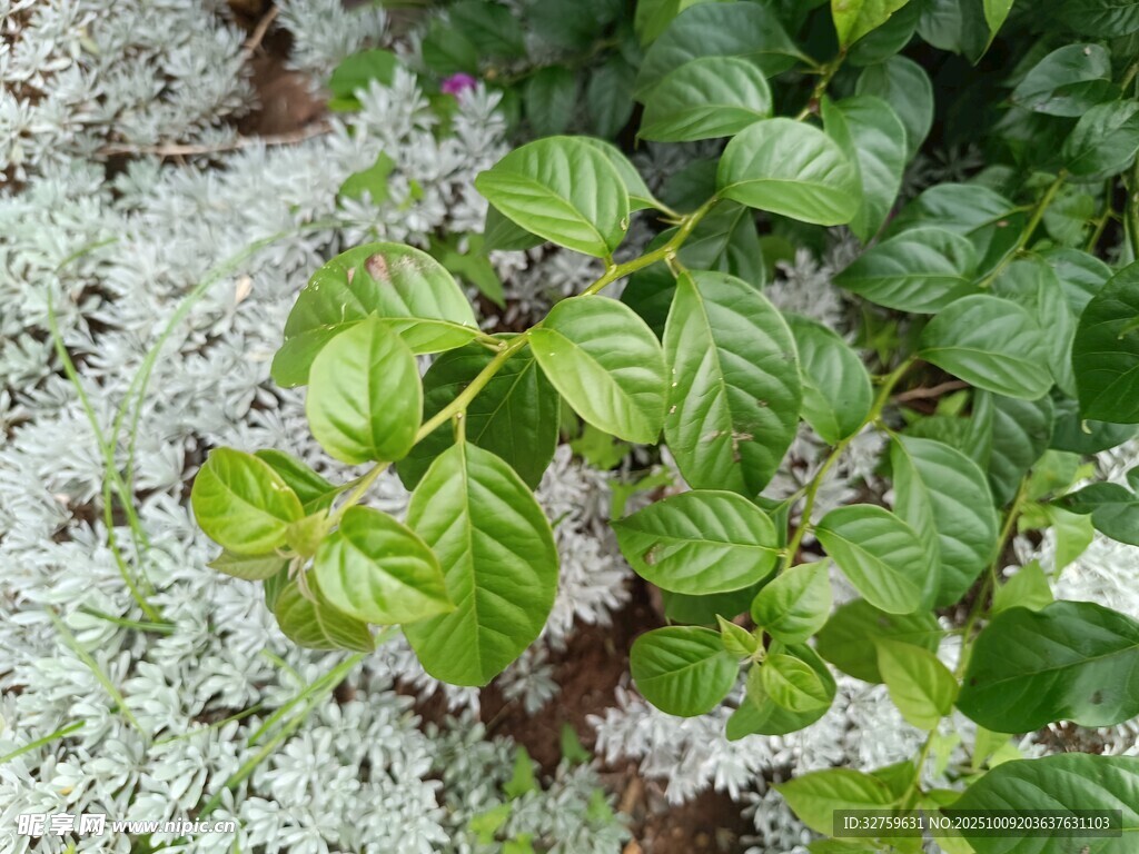 绿叶白花植物特写