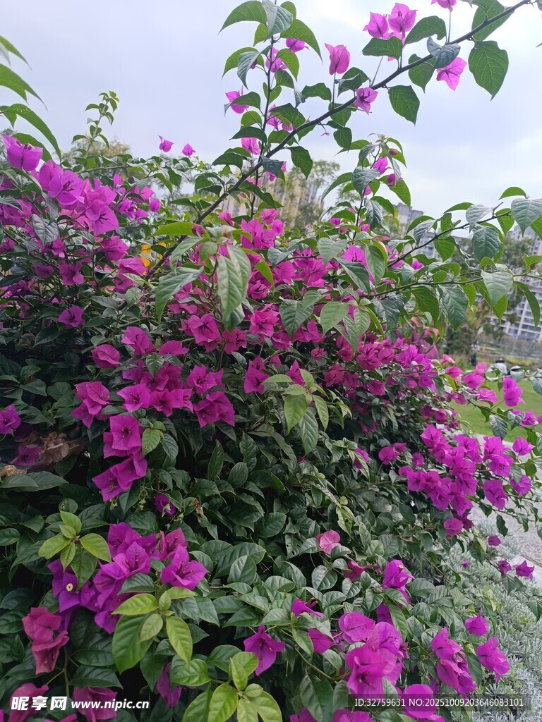 绽放的艳丽三角梅