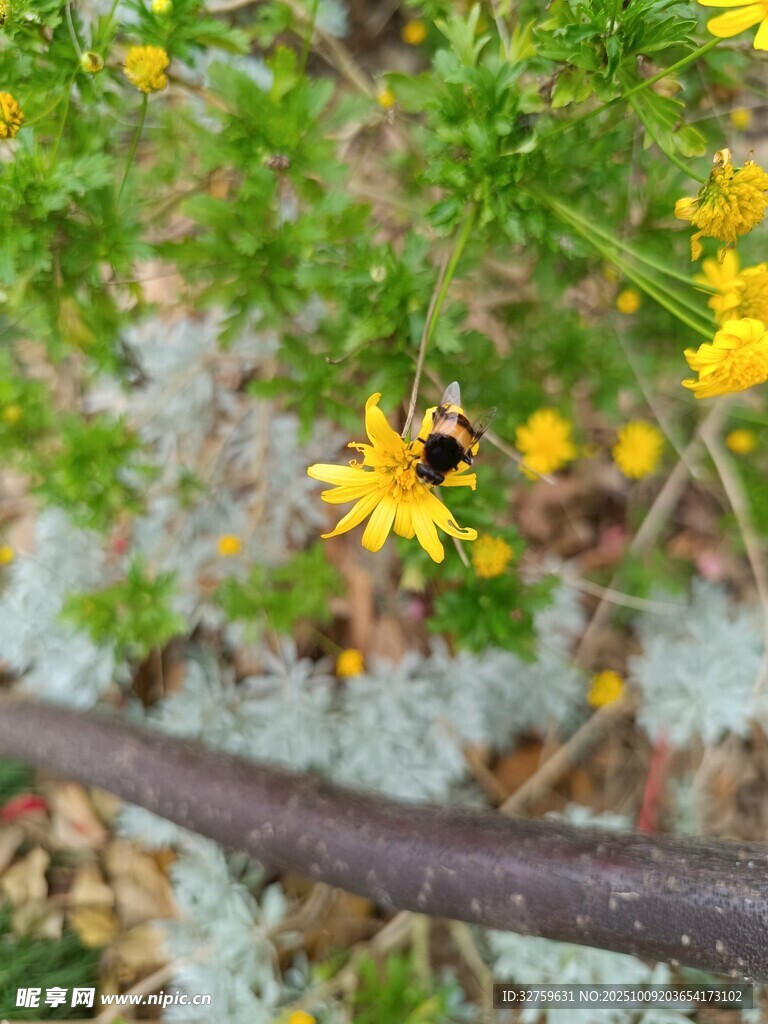 蜜蜂采蜜于黄色小花间