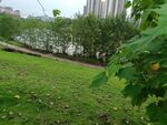 城市中绿意盎然的草地景观