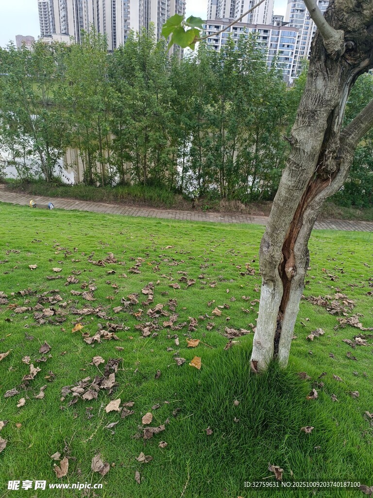公园草地旁的斑驳树干