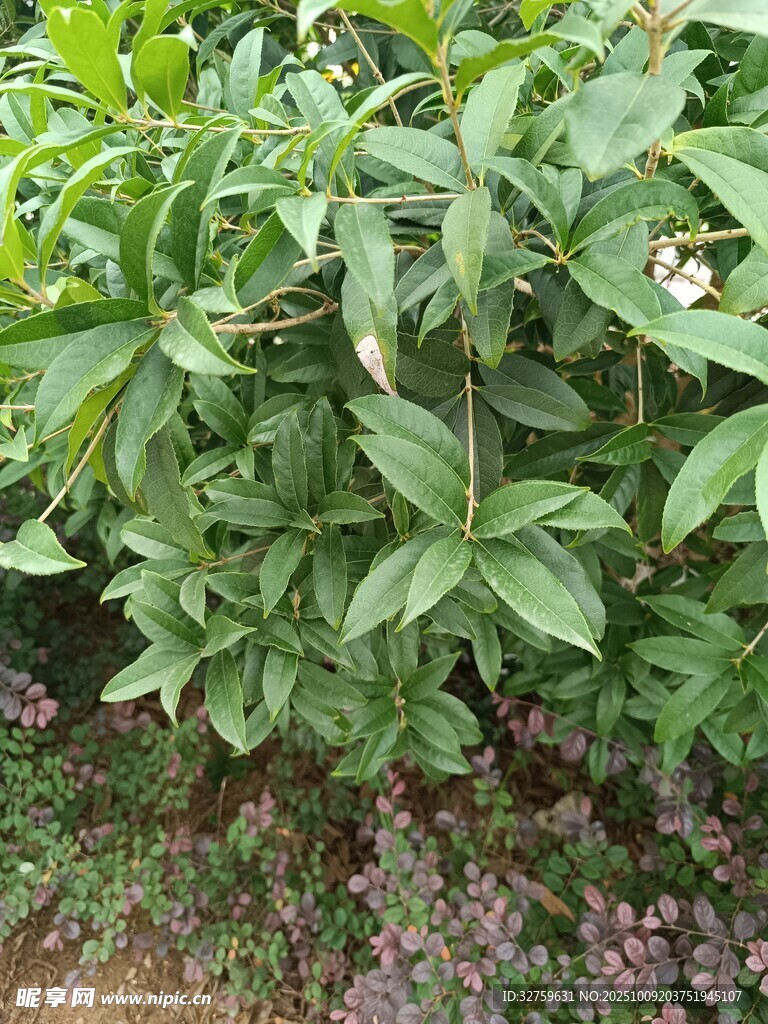 绿叶繁茂的植物景观