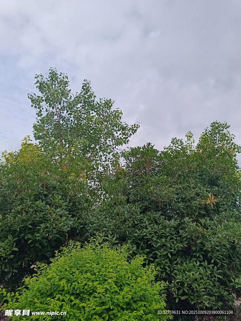 绿意盎然的繁茂树林