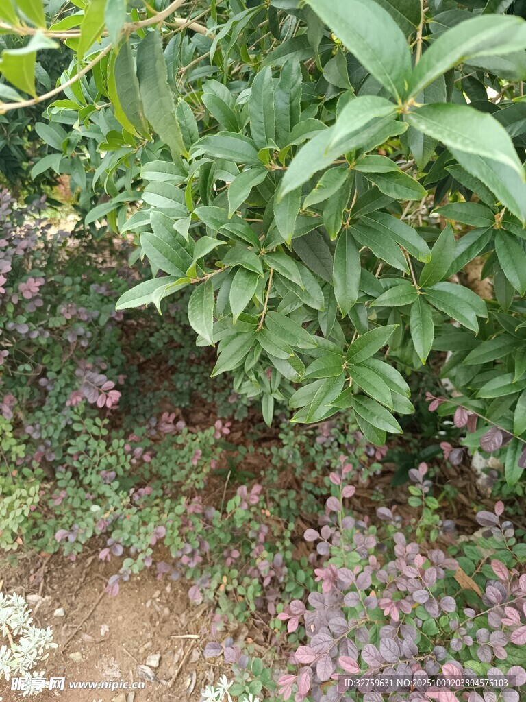 绿叶繁花的自然景致