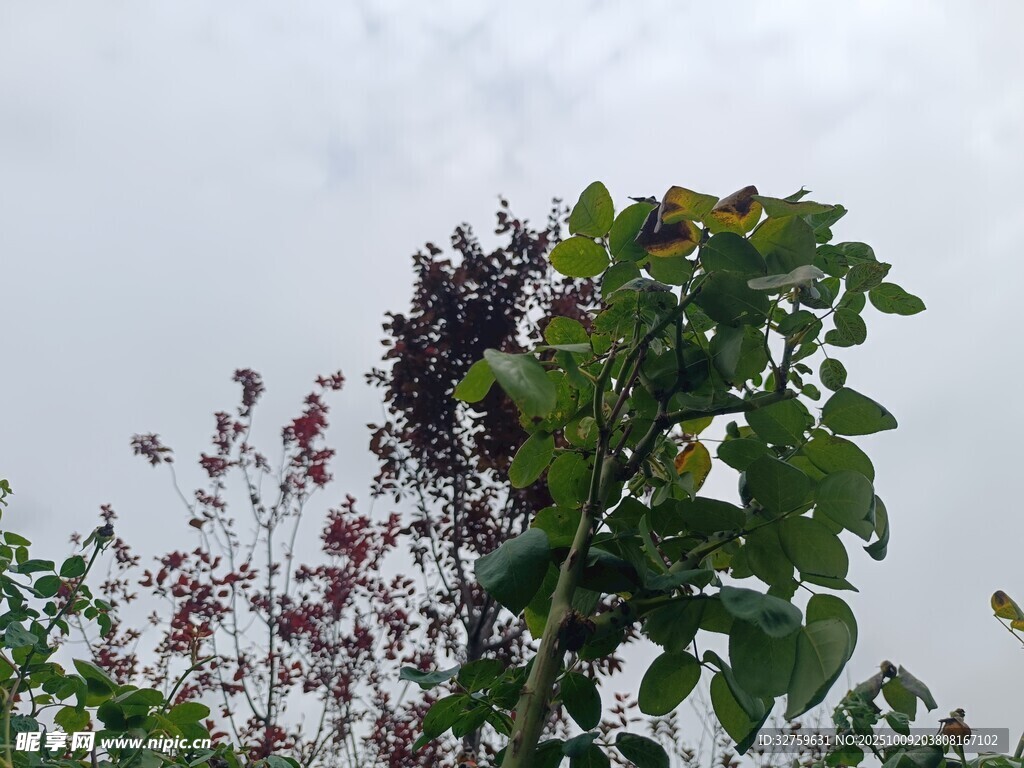 绿叶繁花的自然景致