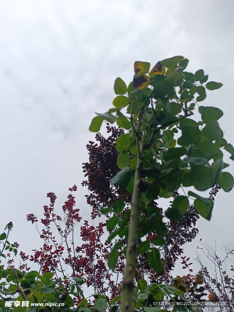 绿叶繁花的自然景致