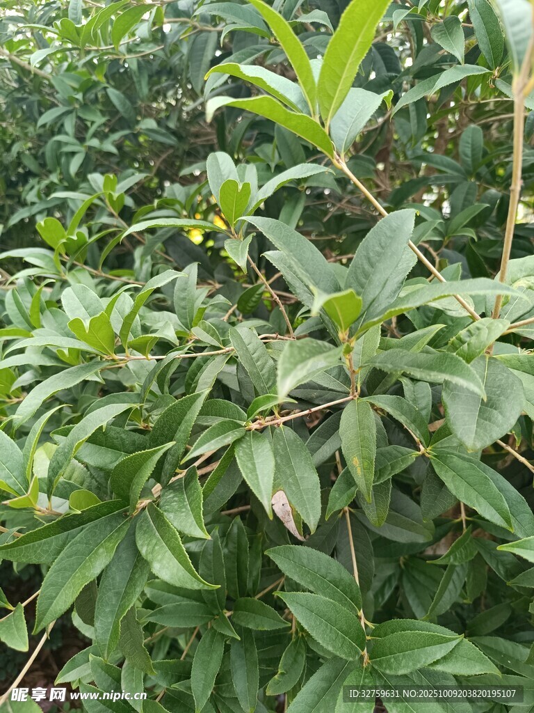 绿叶繁茂的植物景观
