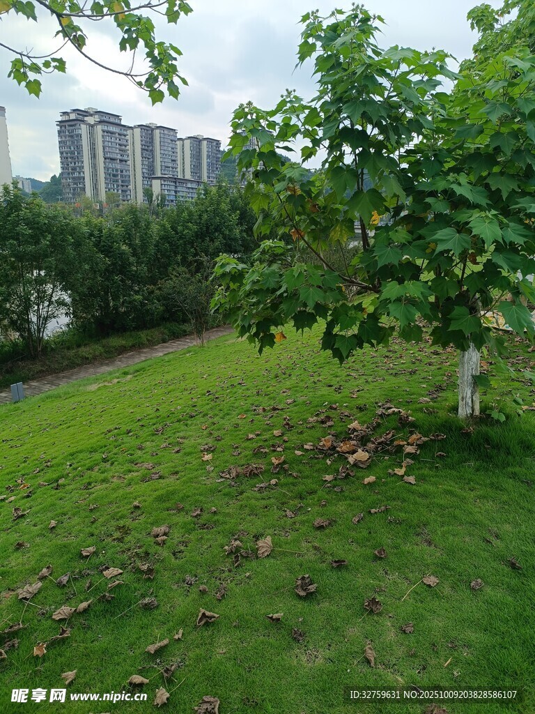 城市草地旁的绿树风景