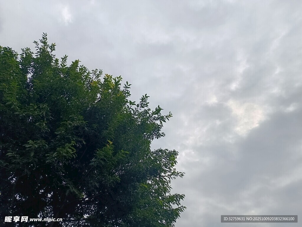 阴天树下景致