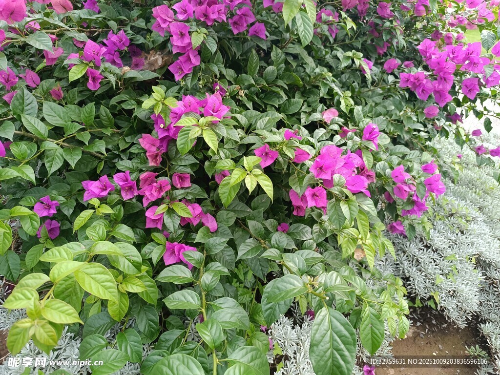 绽放的紫花与绿叶美景