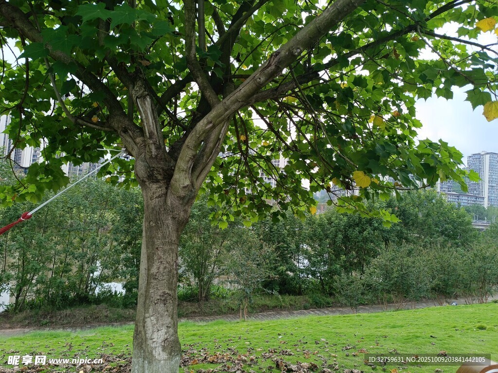 户外绿树成荫的宁静景象