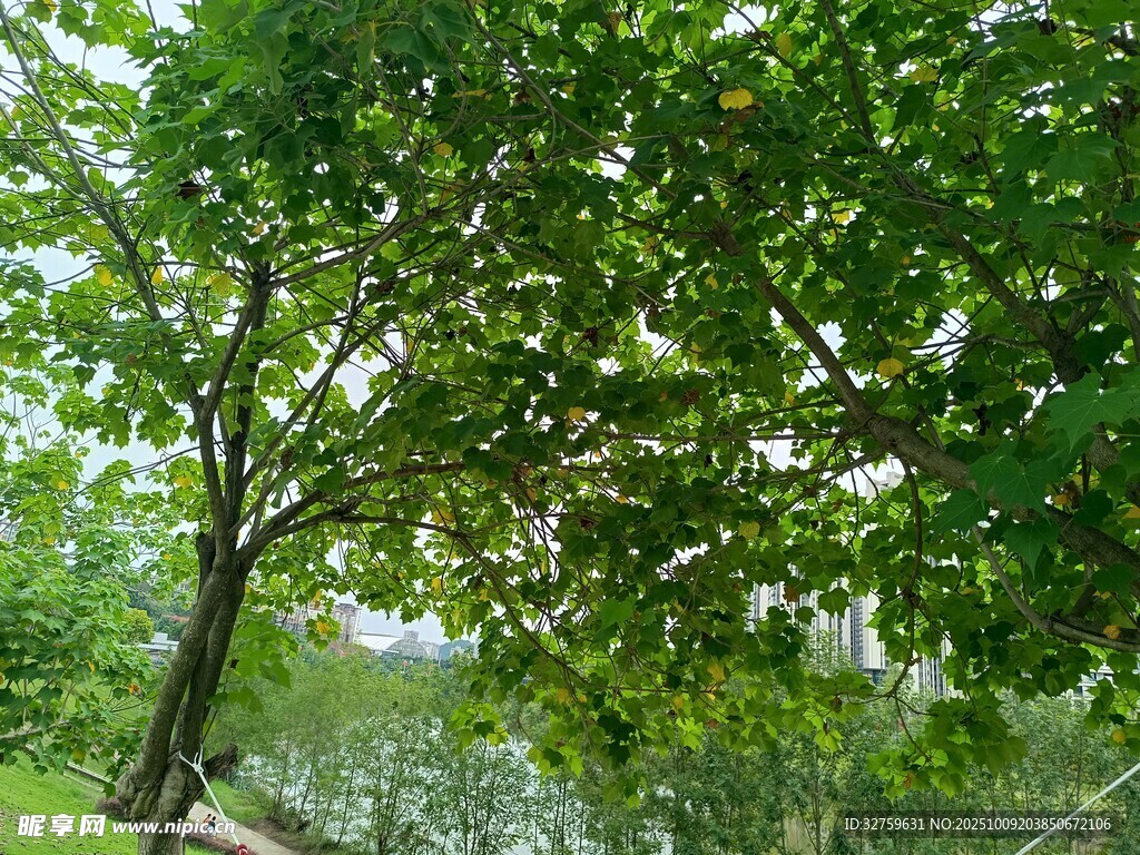 河畔绿树成荫的自然景致