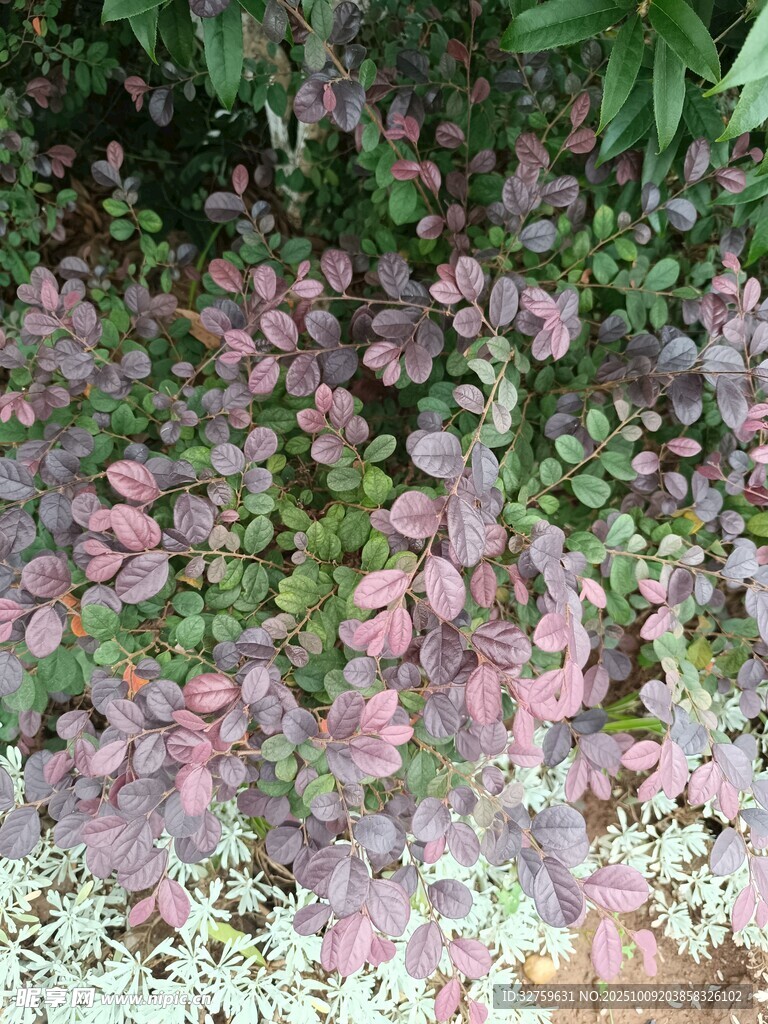 地面散落的粉色花瓣美景