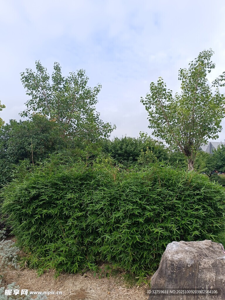 野外绿植与巨石景观