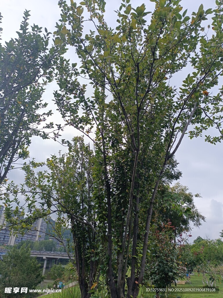 户外绿树风景