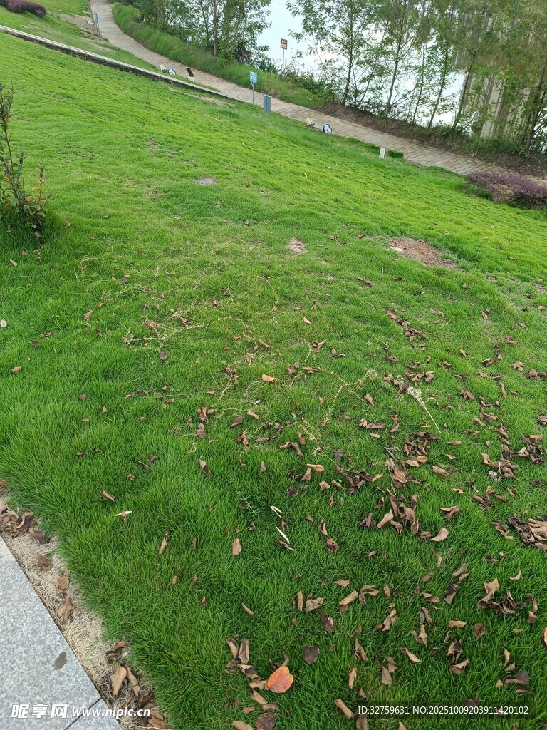 户外翠绿草地与落叶景观