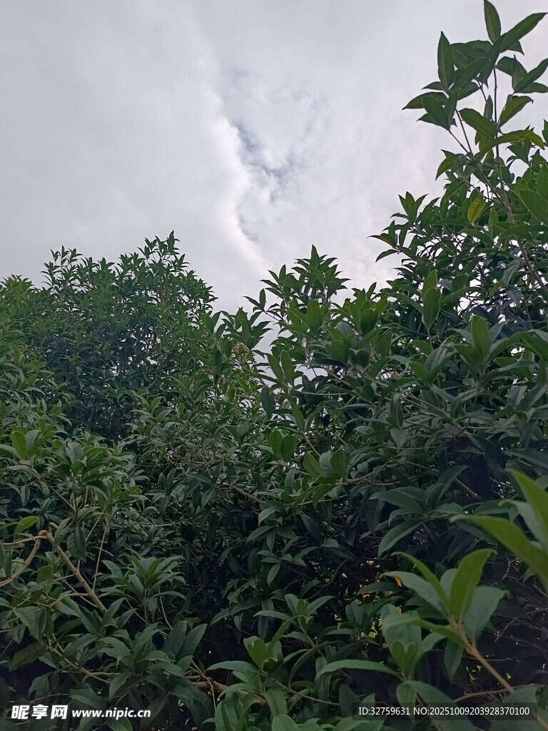 林间闪电穿透茂密绿植