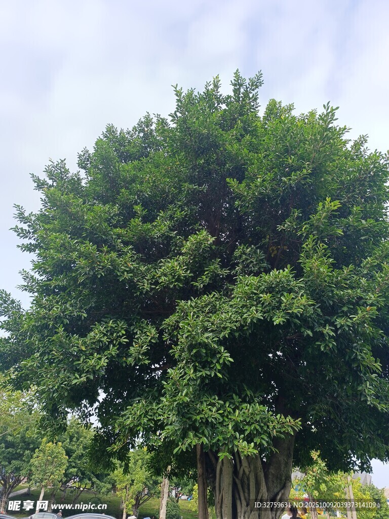 茂盛大榕树