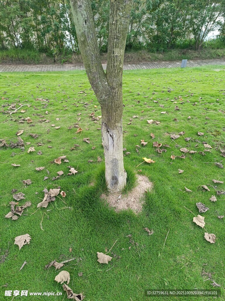 树下草地景象