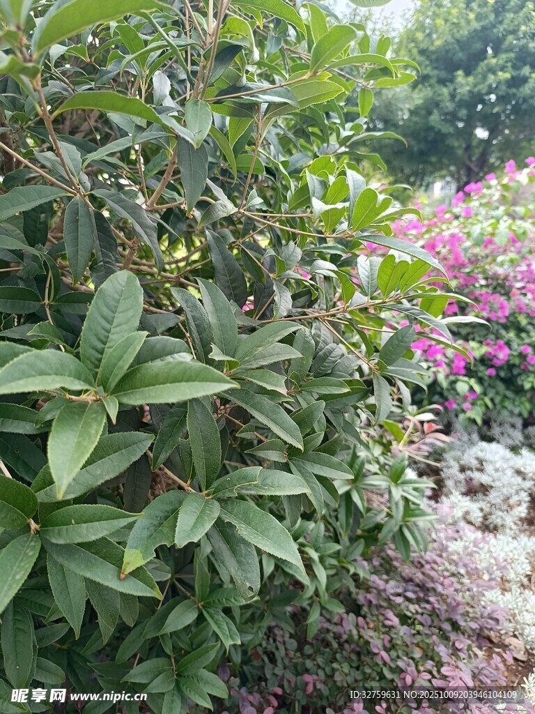 繁茂绿植与绚烂花卉景观
