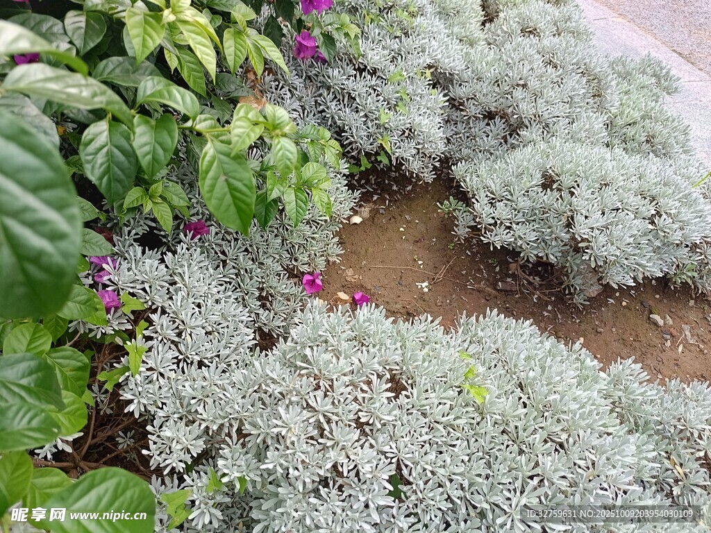 银叶植物与多彩花卉搭配