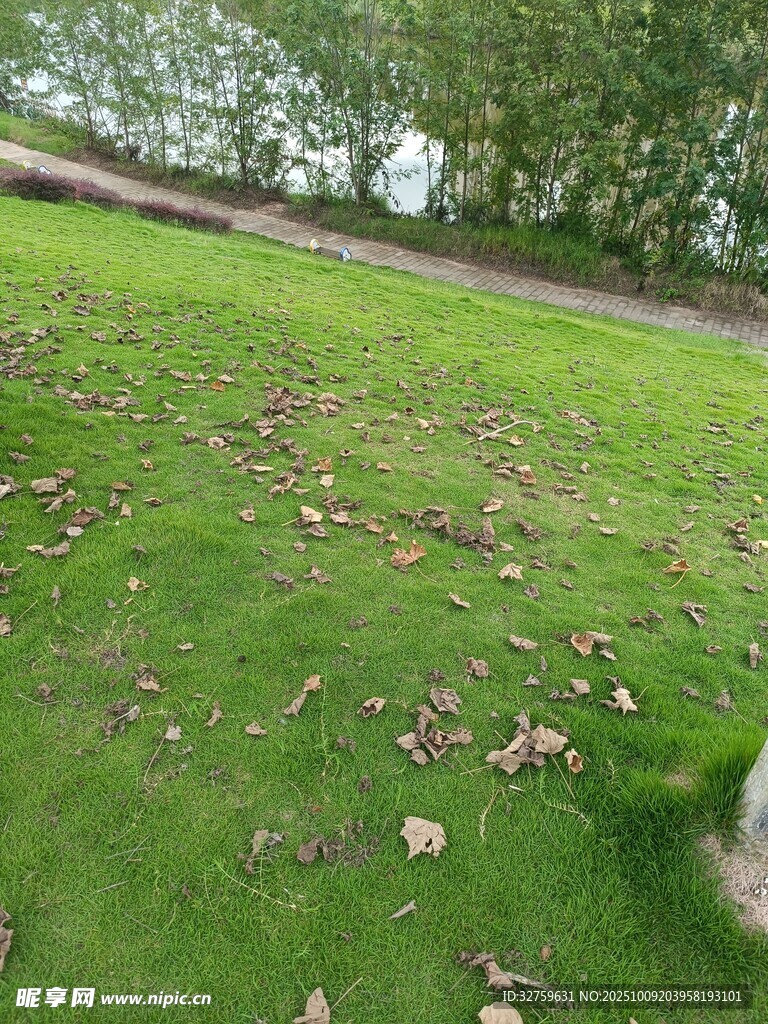 秋日草地落叶景致