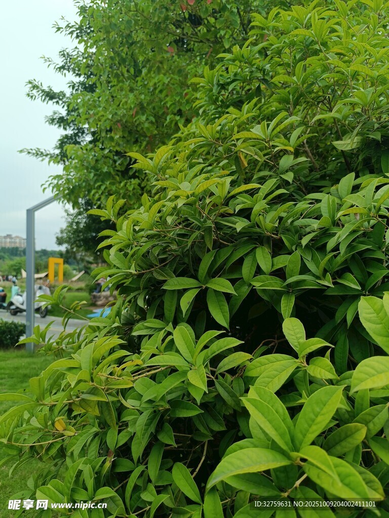 绿叶繁茂的绿植景观