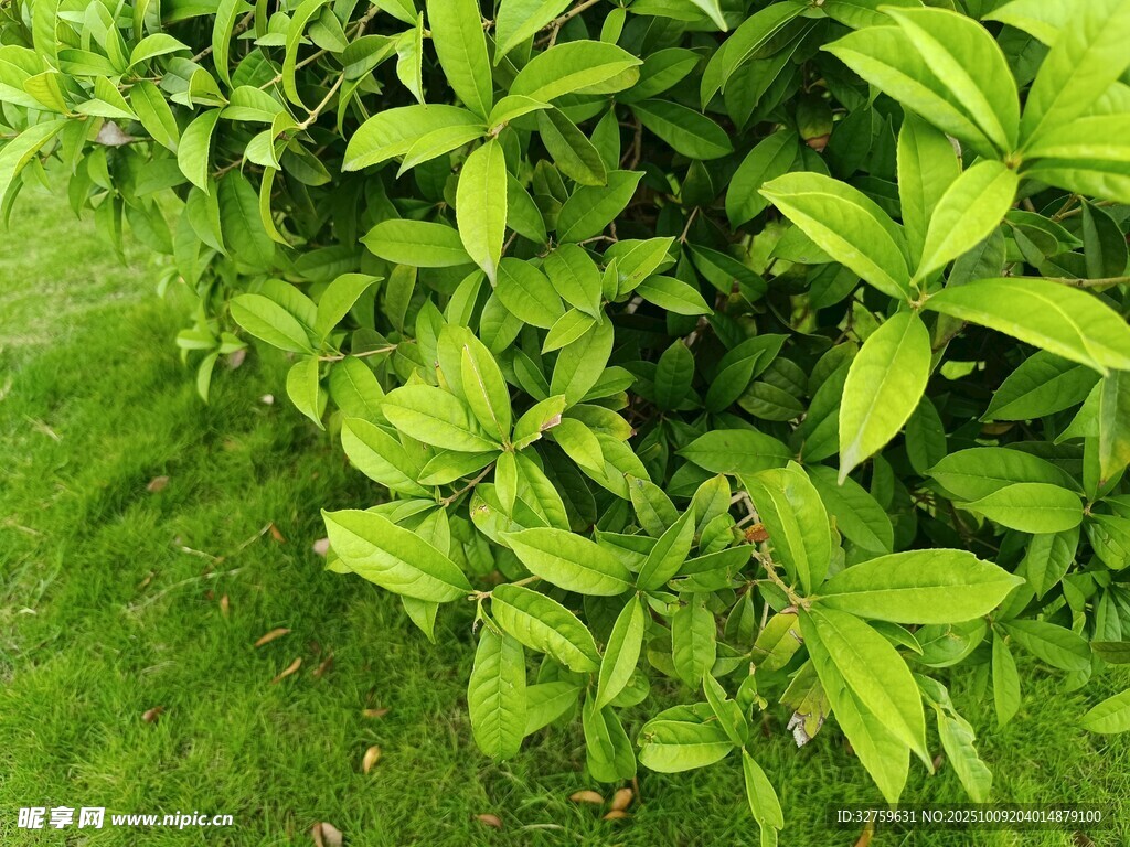 翠绿叶片的清新植物景观