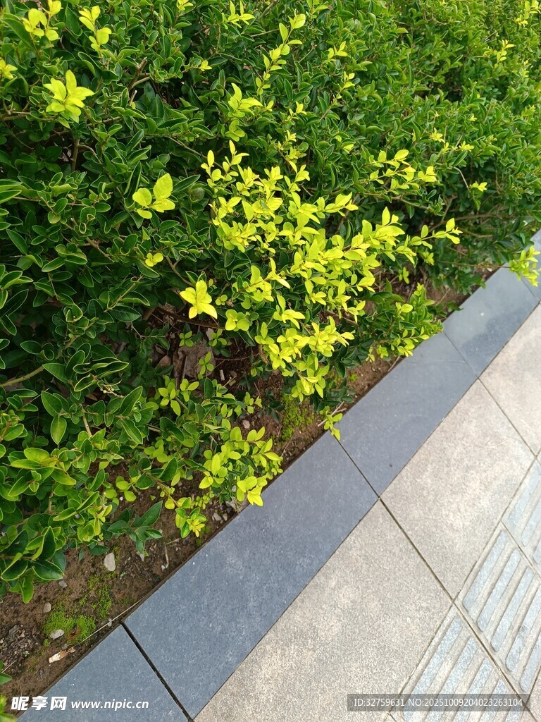 路边绿植景观