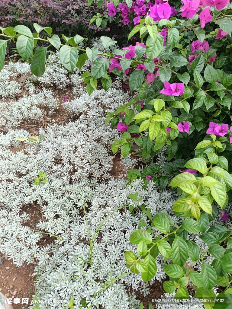 多彩花卉绿植景观
