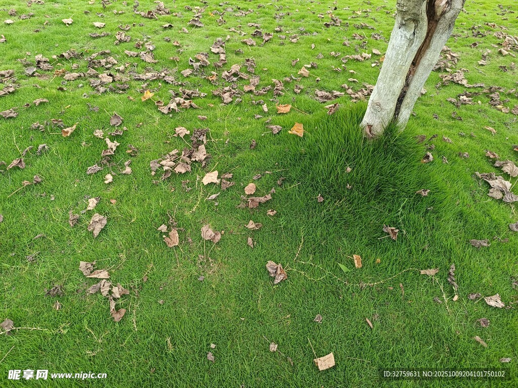 草地树干旁的散落黄叶
