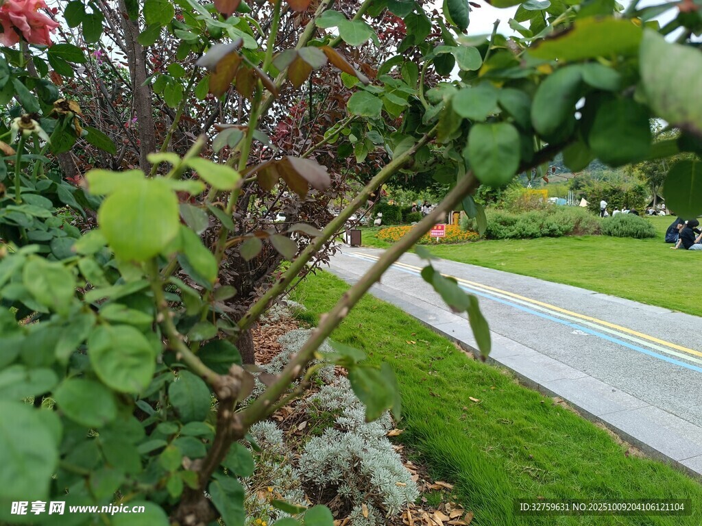 路边绿植景观