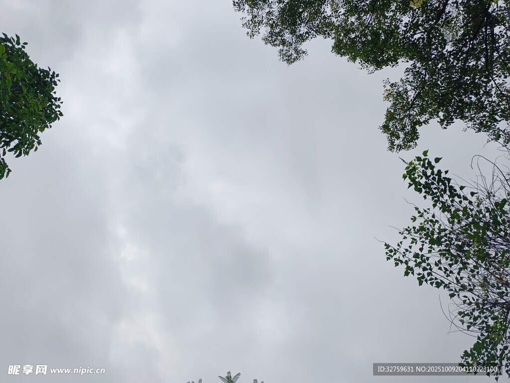 仰视天空与枝叶