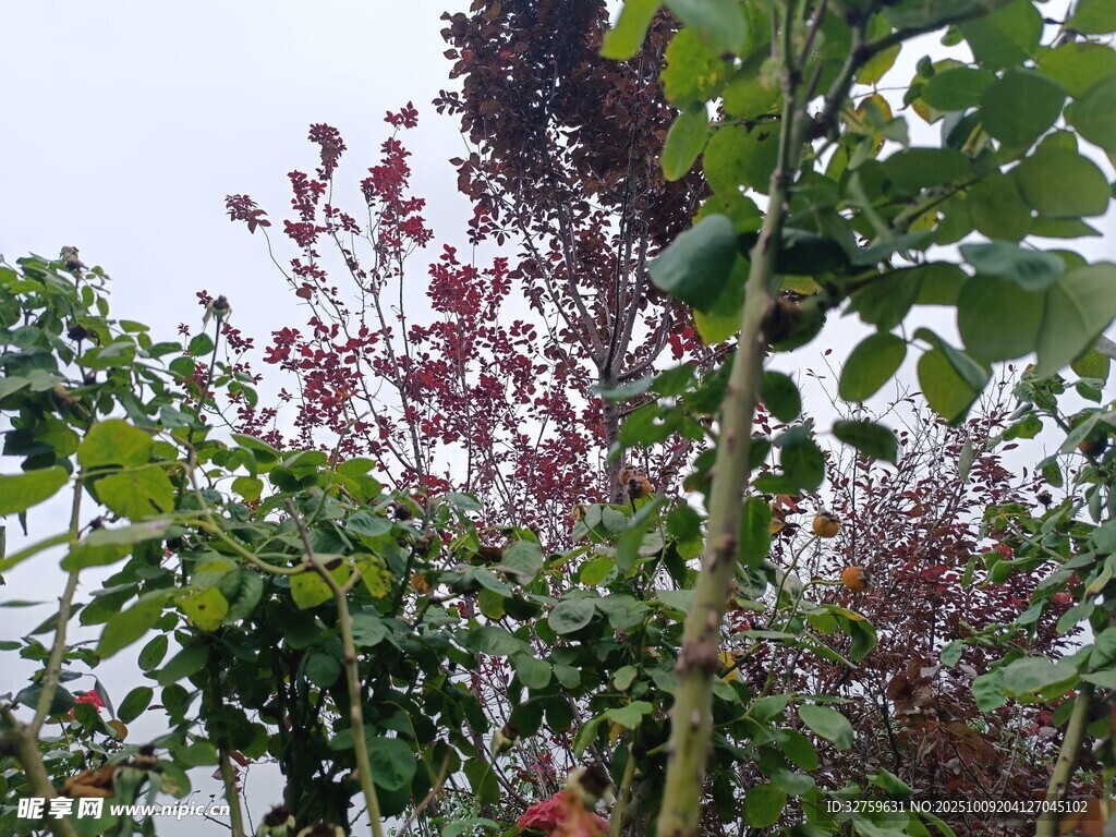 多彩植物景观